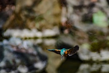 カワセミ 大泉緑地 2017年2月13日(月)