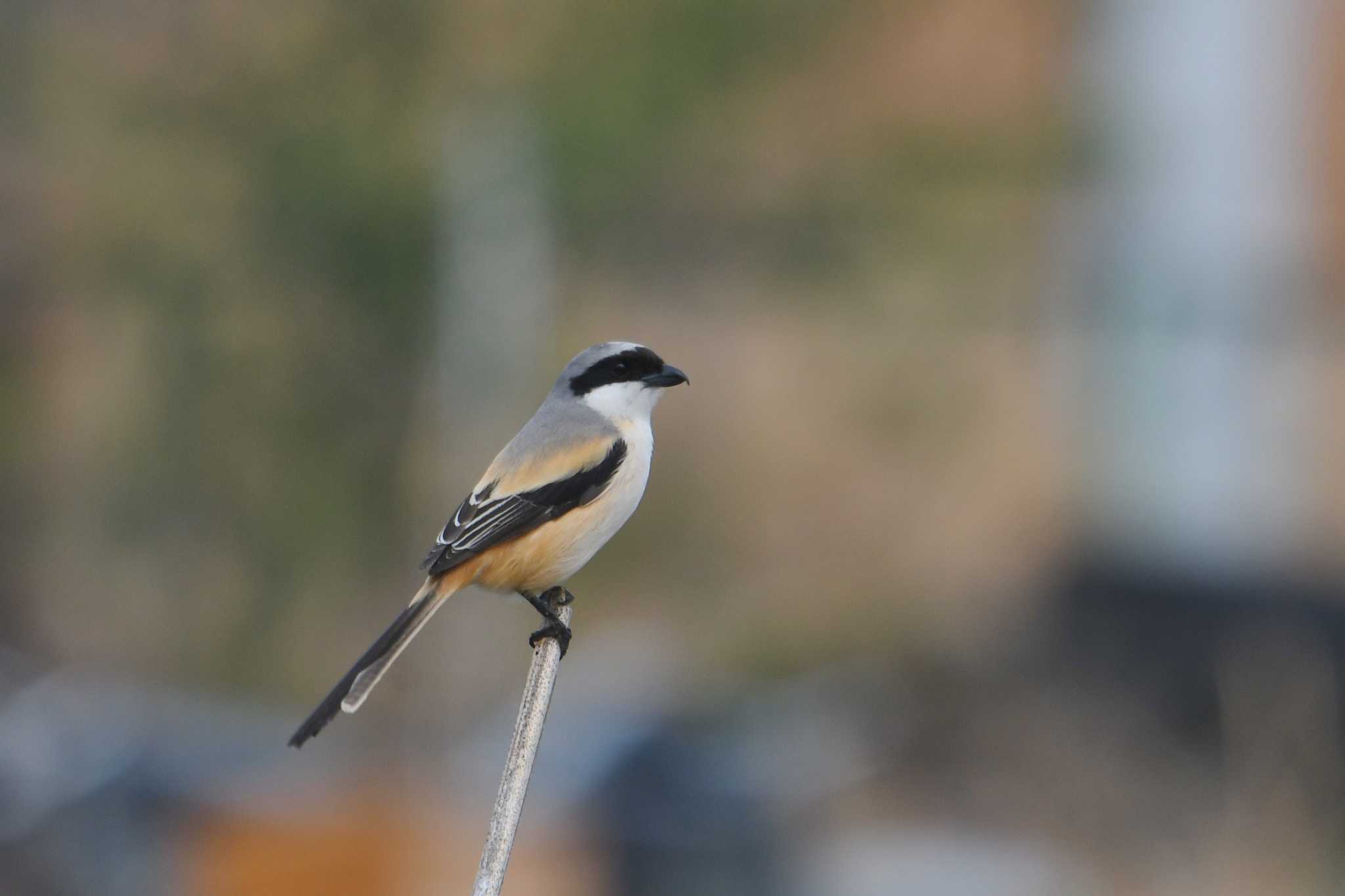 大阪南港野鳥園 タカサゴモズの写真 by あひる