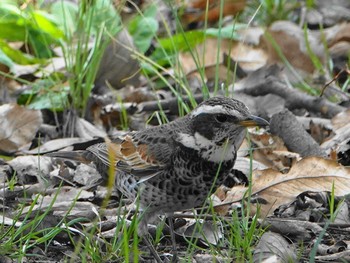 Dusky Thrush さいたま市 Wed, 3/31/2021