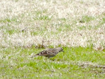 Eurasian Skylark 国営越後丘陵公園 Tue, 3/30/2021