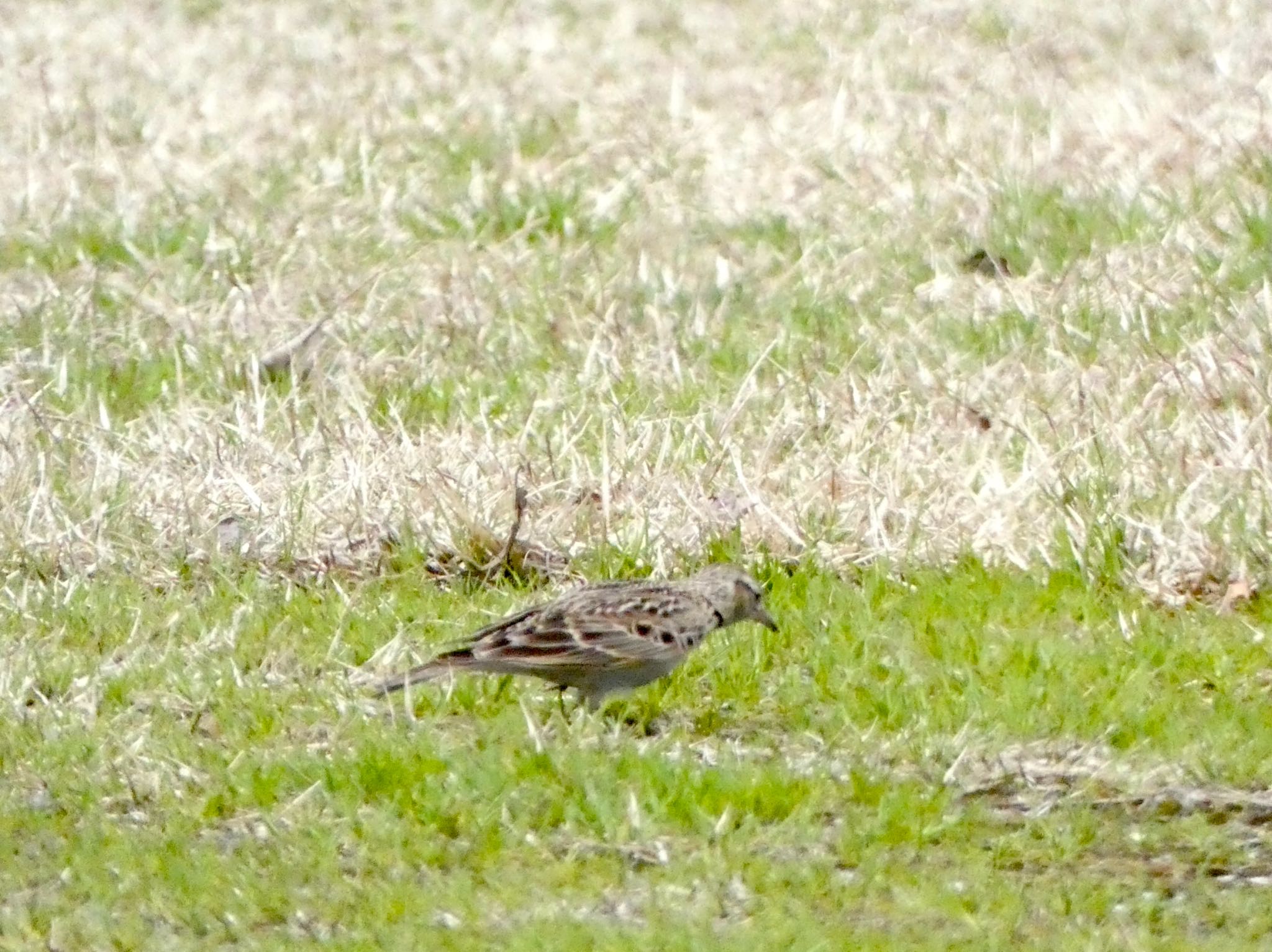 Photo of Eurasian Skylark at 国営越後丘陵公園 by shu118