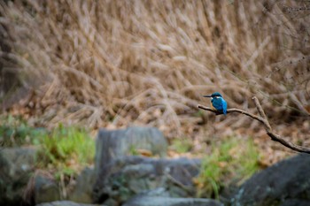 カワセミ 大泉緑地 2017年2月13日(月)