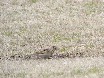 Tue, 3/30/2021 Birding report at 国営越後丘陵公園