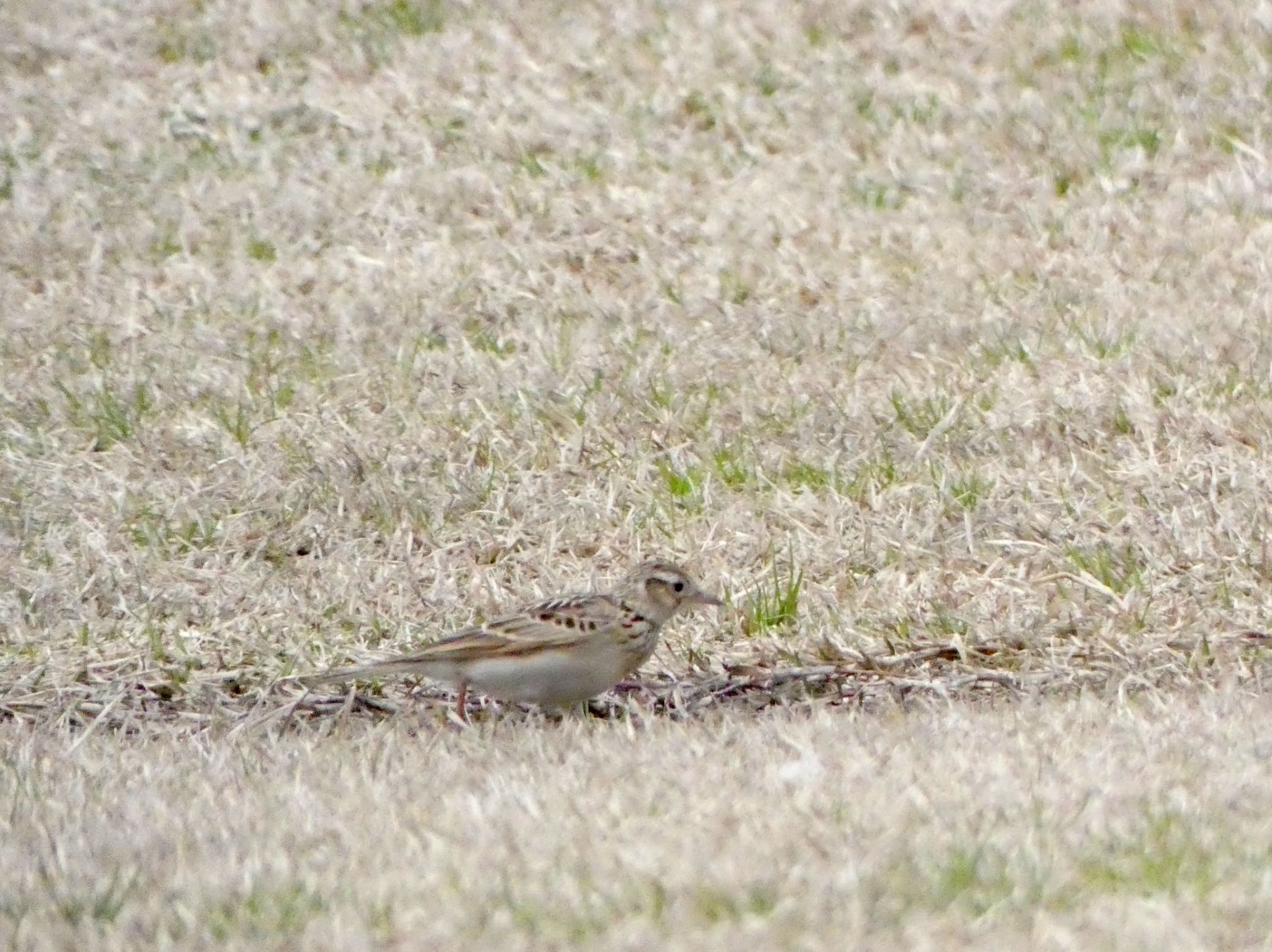 Eurasian Skylark