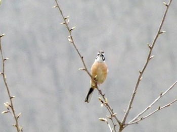 Meadow Bunting 国営越後丘陵公園 Tue, 3/30/2021