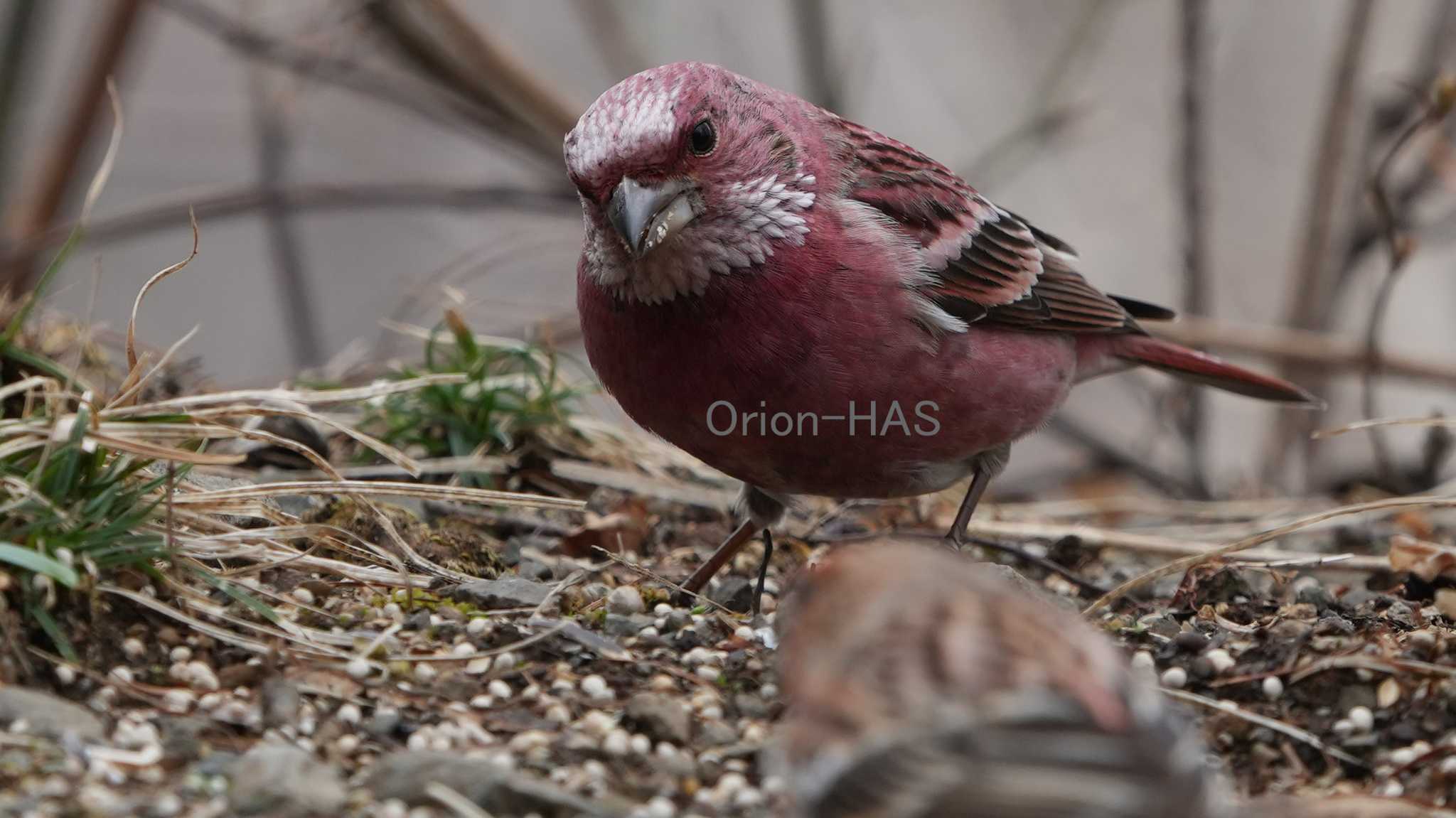 若オスくんを見守るお父さんかな？ (^^　SONY α１ で撮影 by Orion-HAS