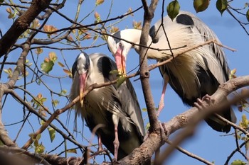 アオサギ 明石公園 2021年3月31日(水)