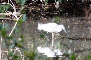 コサギ 明石公園 2021年3月31日(水)