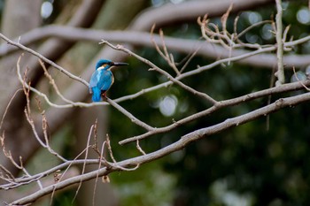 カワセミ 大泉緑地 2017年2月13日(月)