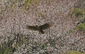 クマタカ 場所が不明 撮影日未設定