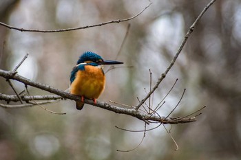 カワセミ 大泉緑地 2017年2月13日(月)