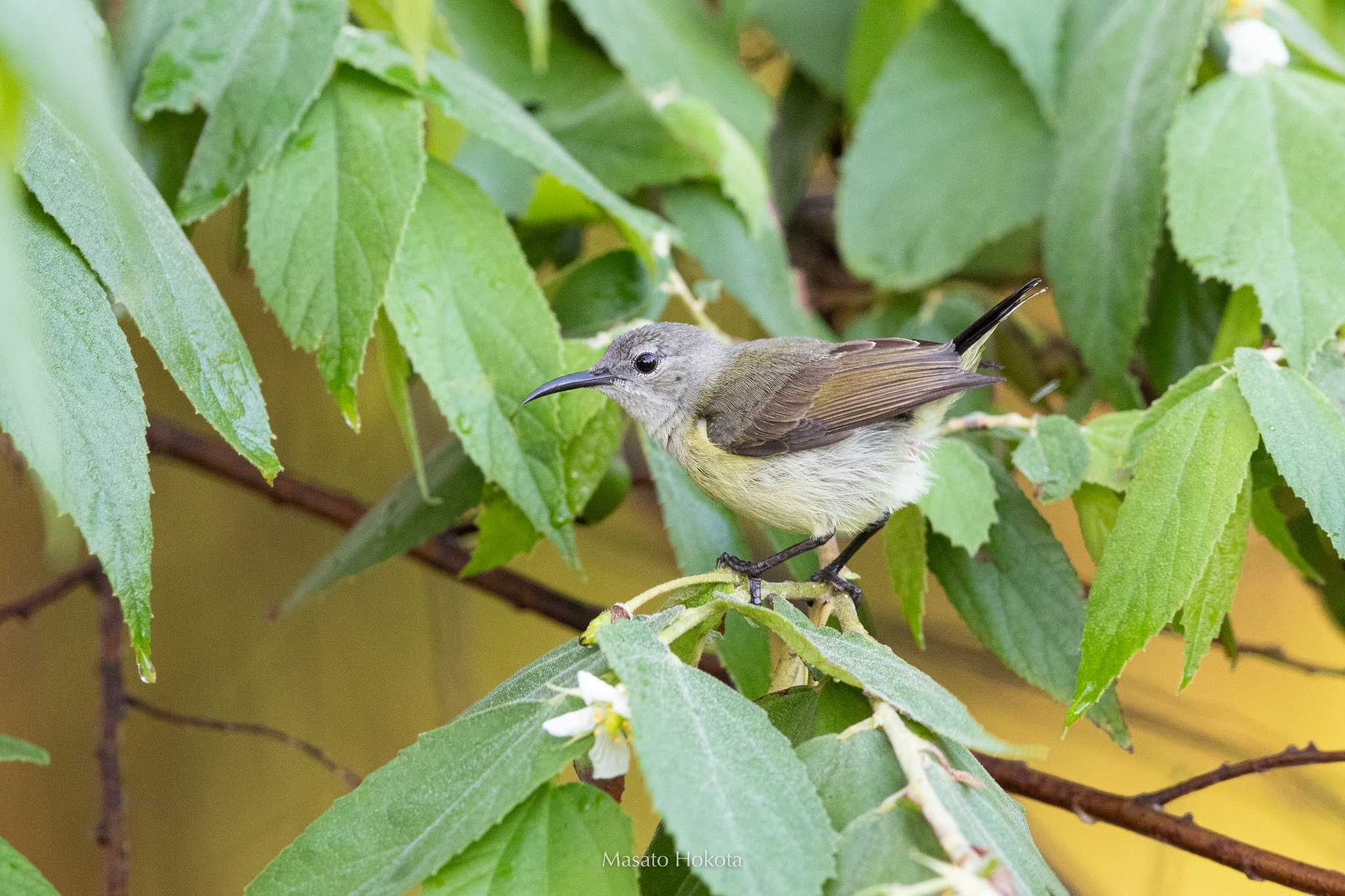 Black Sunbird