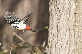 2021年3月31日(水) 北海道 函館市 東山の野鳥観察記録