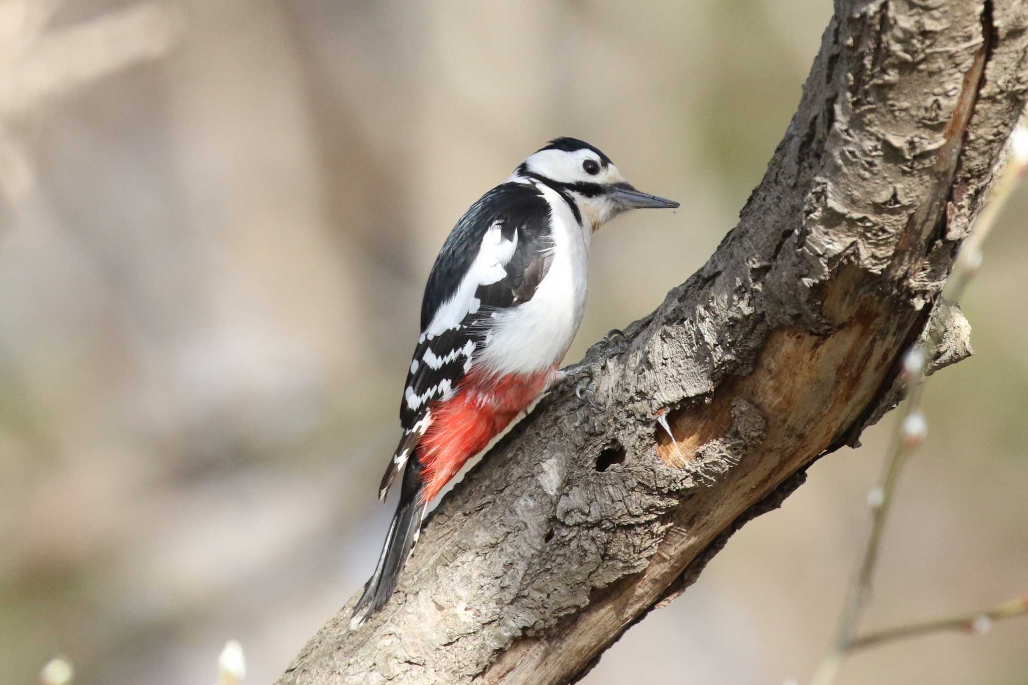 Great Spotted Woodpecker(japonicus)