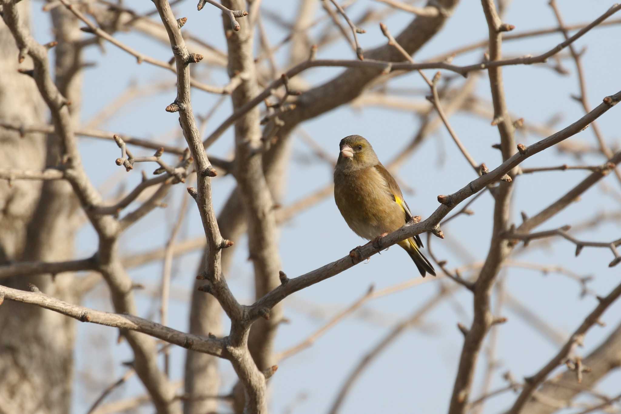 Grey-capped Greenfinch