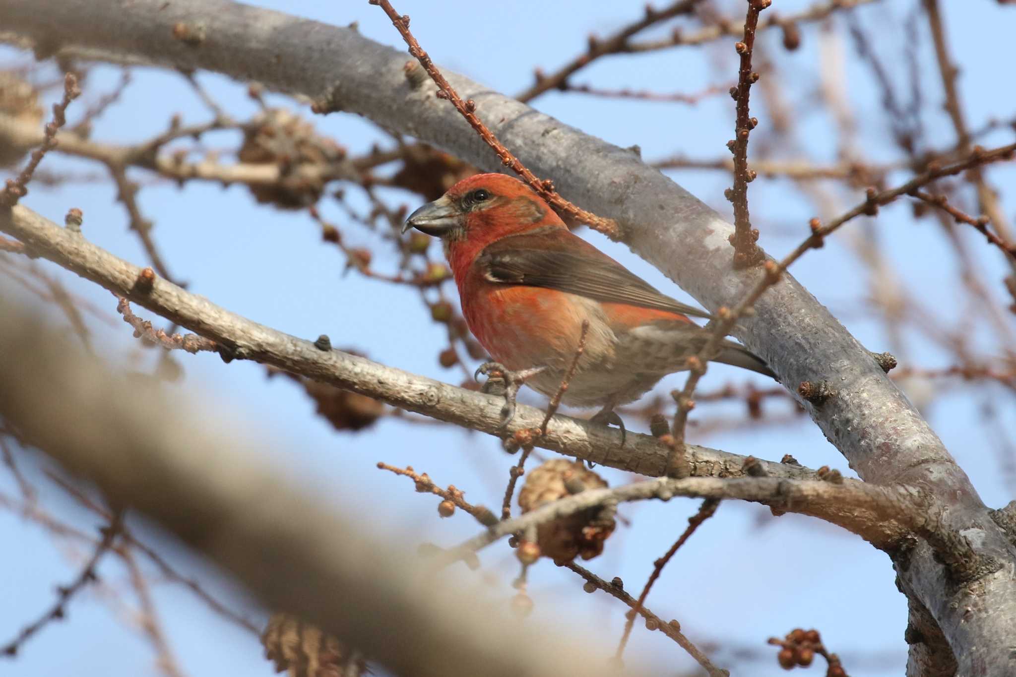 Red Crossbill