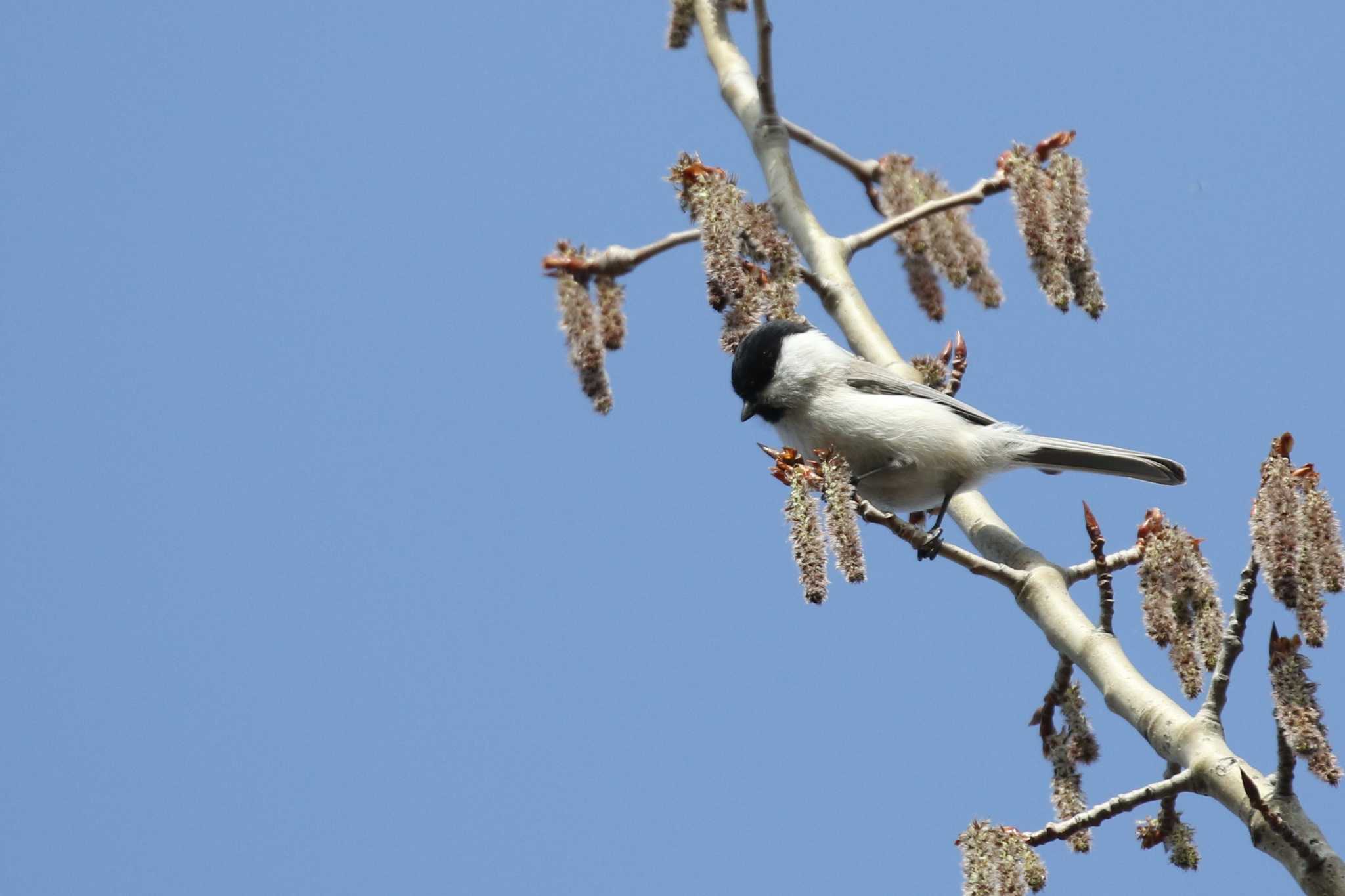 Marsh Tit