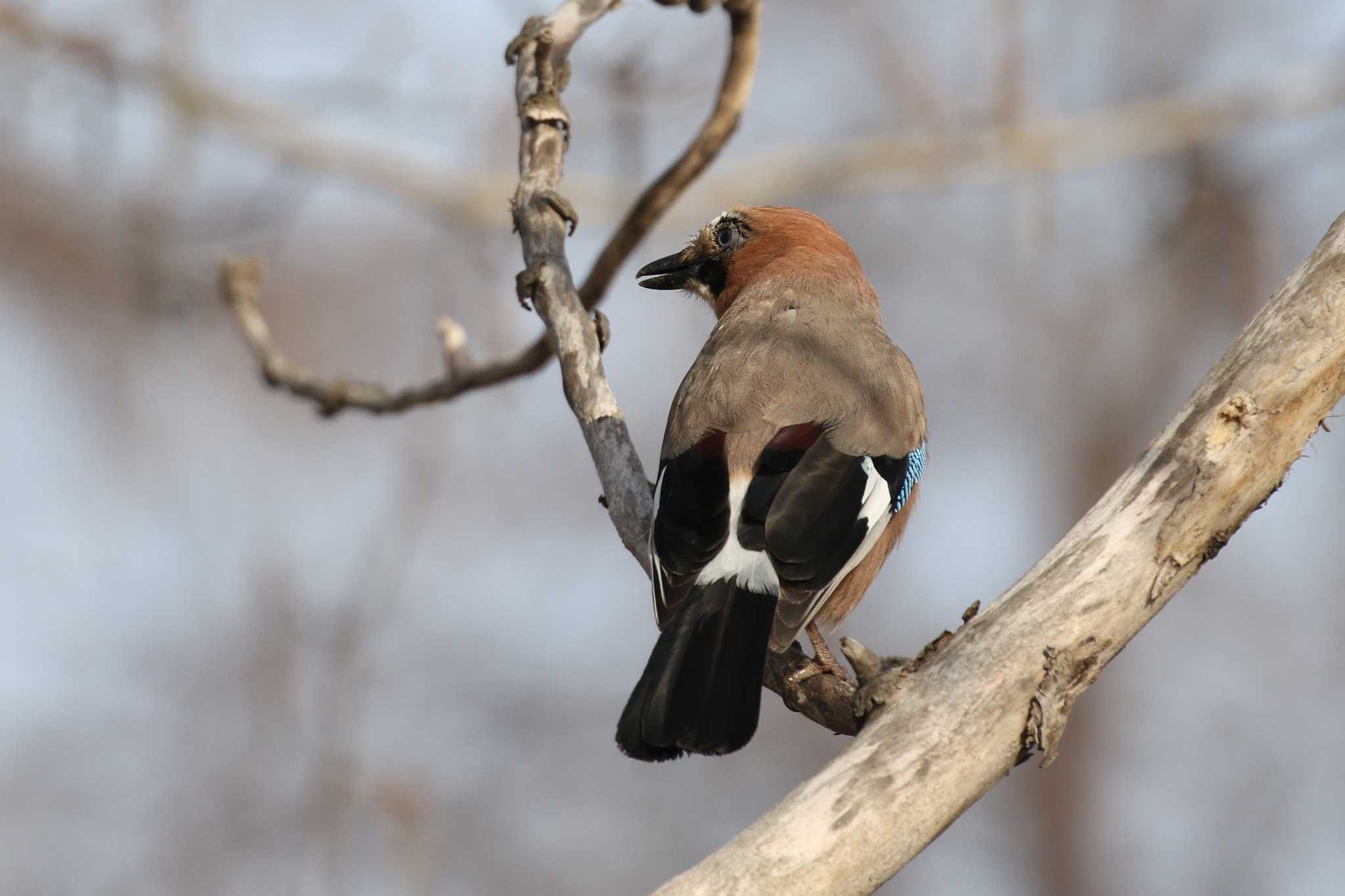 Eurasian Jay(brandtii)