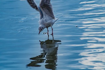 Black-headed Gull Oizumi Ryokuchi Park Mon, 2/13/2017