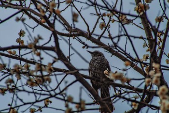 Brown-eared Bulbul Oizumi Ryokuchi Park Mon, 2/13/2017