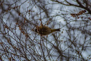 Grey-capped Greenfinch Oizumi Ryokuchi Park Mon, 2/13/2017