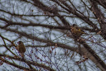 Grey-capped Greenfinch Oizumi Ryokuchi Park Mon, 2/13/2017