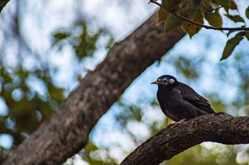 White-cheeked Starling Oizumi Ryokuchi Park Mon, 2/13/2017