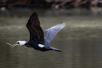 Great Cormorant Oizumi Ryokuchi Park Mon, 2/13/2017