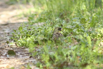 2021年3月31日(水) 加木屋緑地の野鳥観察記録