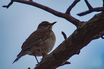 Pale Thrush Oizumi Ryokuchi Park Mon, 2/13/2017