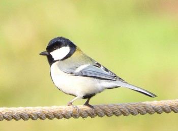 Japanese Tit Unknown Spots Tue, 3/23/2021