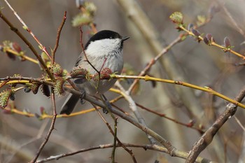 コガラ 段戸裏谷 2021年3月27日(土)