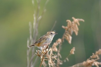 Zitting Cisticola Kasai Rinkai Park Wed, 3/31/2021