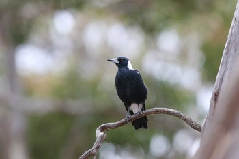 2017年2月5日(日) You Yang Regional Parkの野鳥観察記録