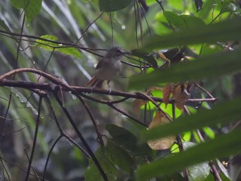 サビイロムジチメドリ Khao Luang National Park 2021年3月24日(水)