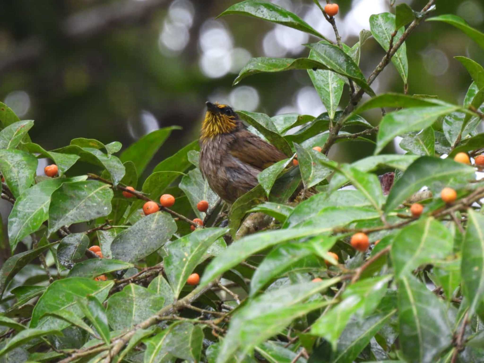 Khao Luang National Park キビタイヒヨドリの写真 by span265