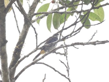 Scaly-breasted Bulbul