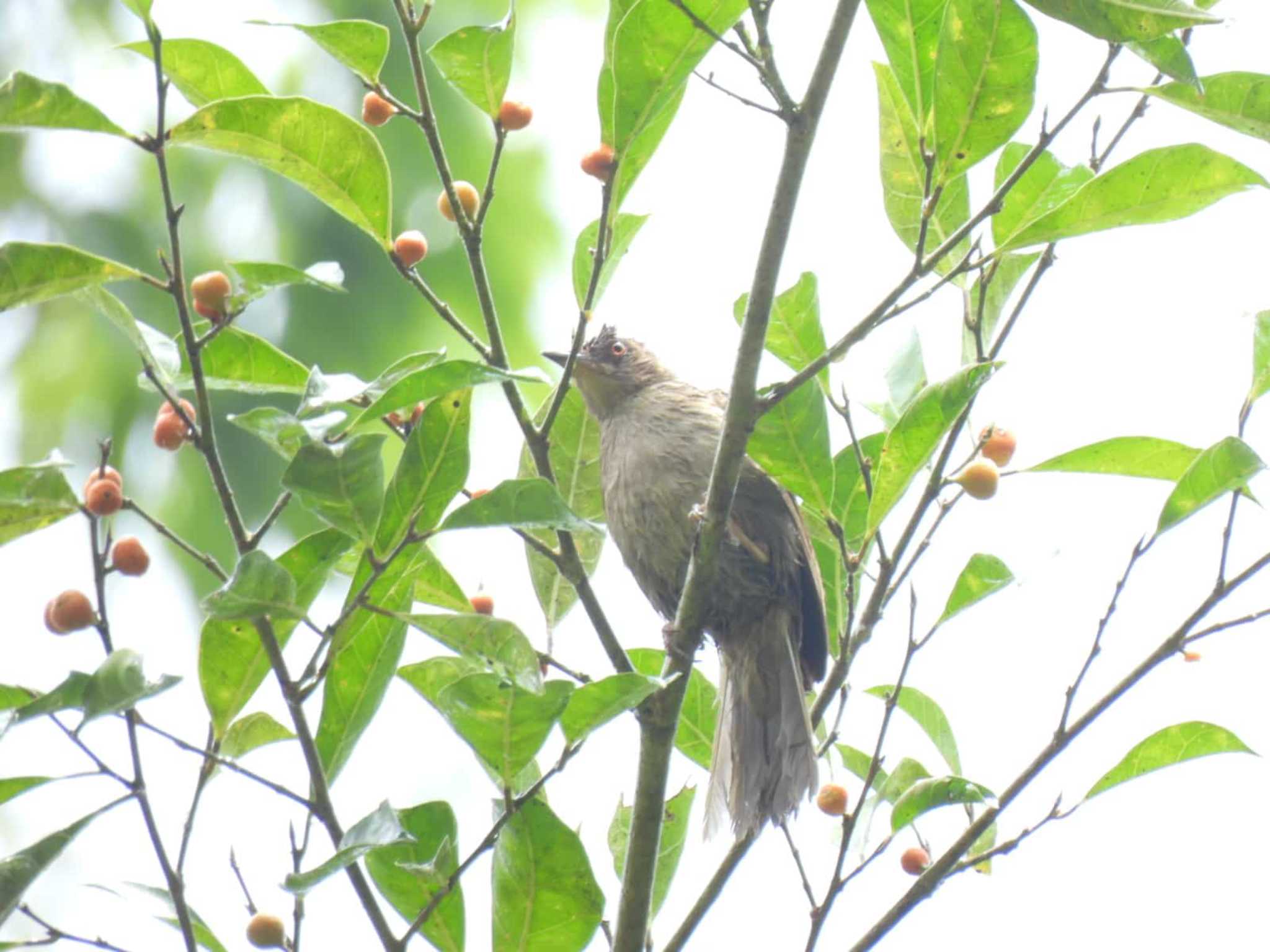 Khao Luang National Park アカメチャイロヒヨの写真 by span265