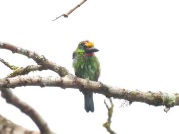 ノドアカゴシキドリ Khao Luang National Park 2021年3月24日(水)