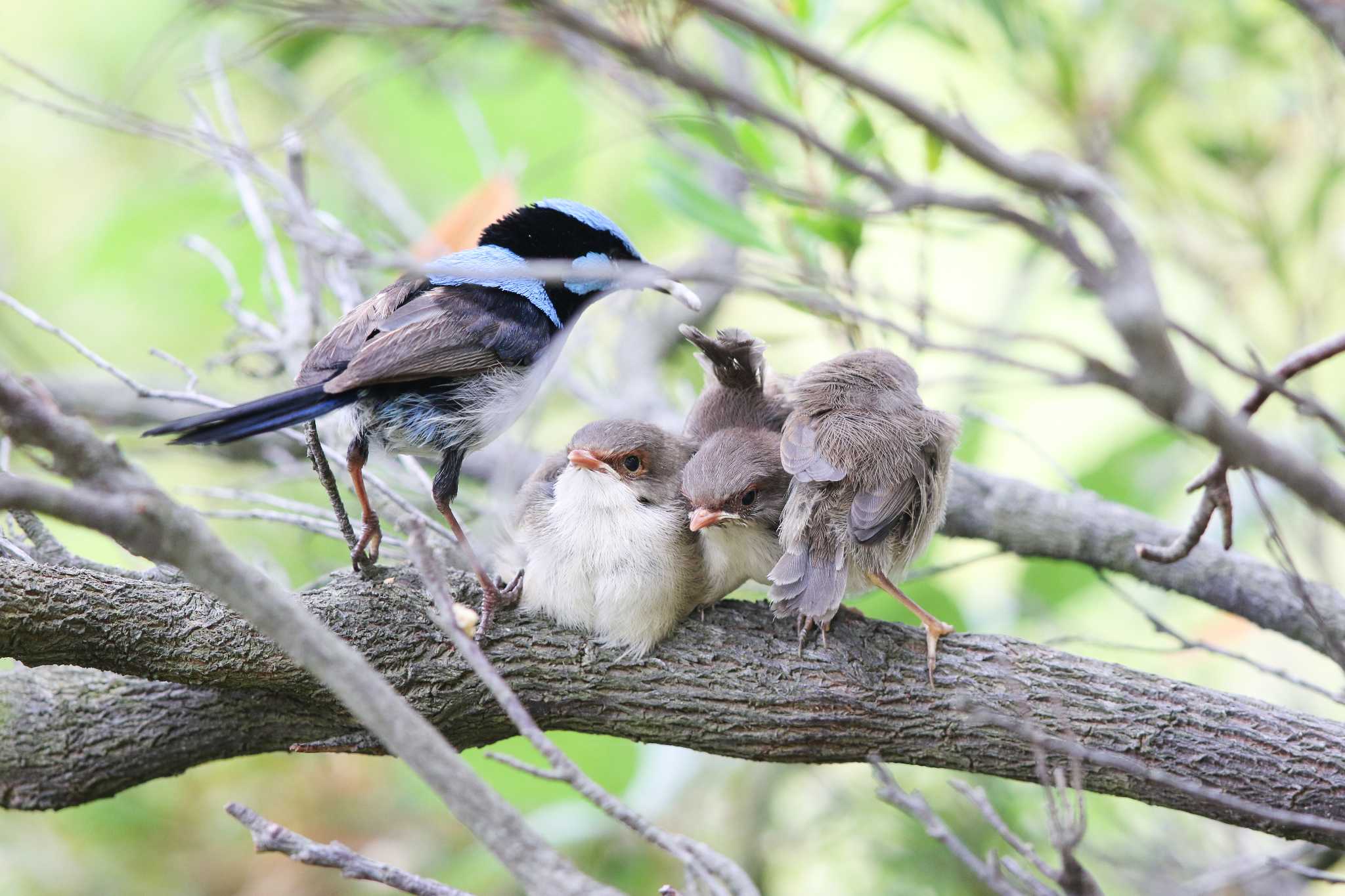 Superb Fairywren