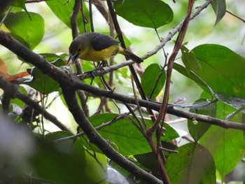 オオヒメコノハドリ Khao Luang National Park 2021年3月24日(水)