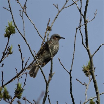 2021年3月30日(火) 矢橋帰帆島 (滋賀県草津市)の野鳥観察記録