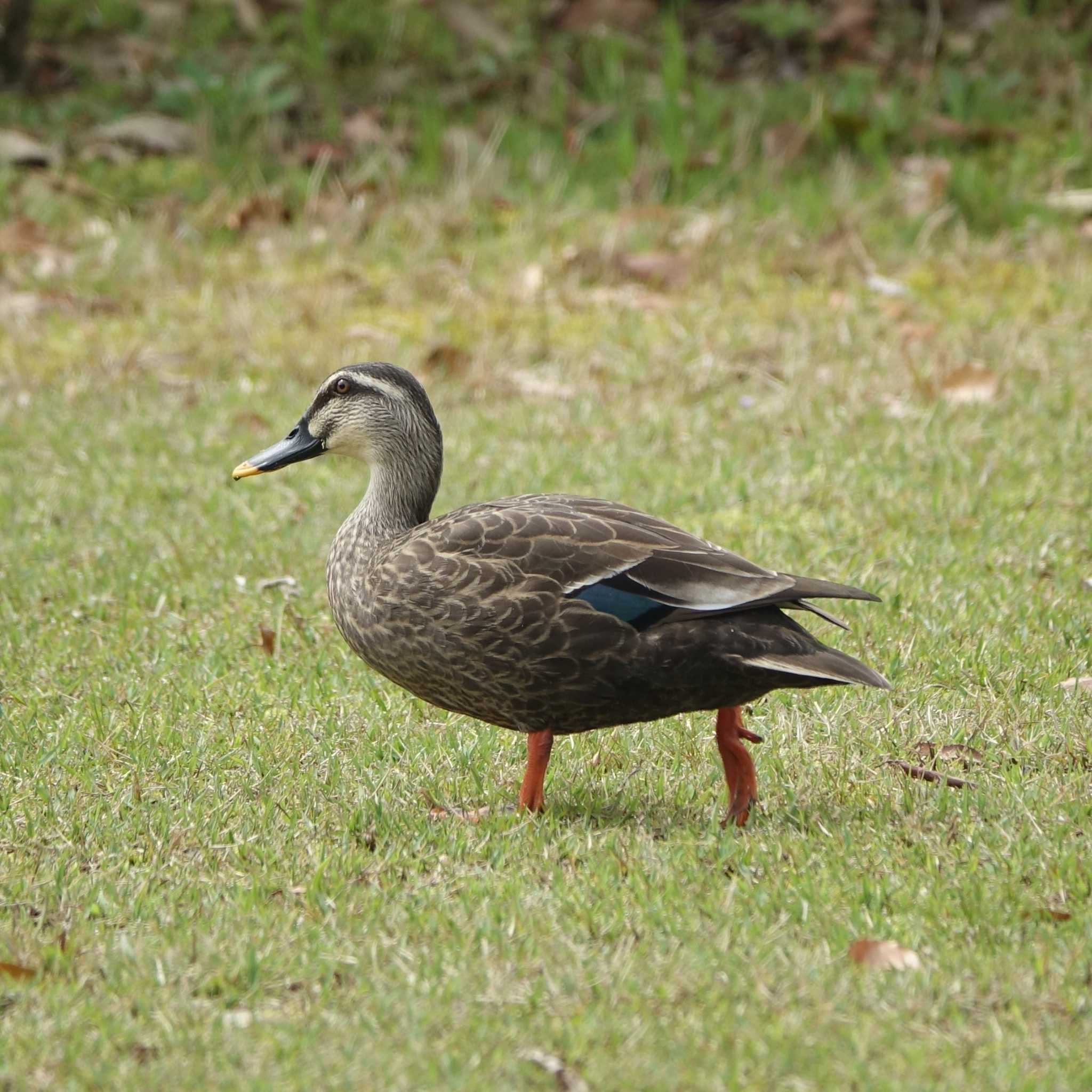 矢橋帰帆島 (滋賀県草津市) カルガモの写真 by bmont520