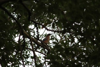 2021年4月1日(木) 石神井公園の野鳥観察記録