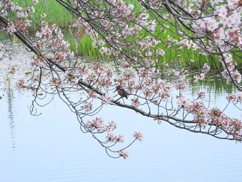 Common Kingfisher Unknown Spots Thu, 4/1/2021