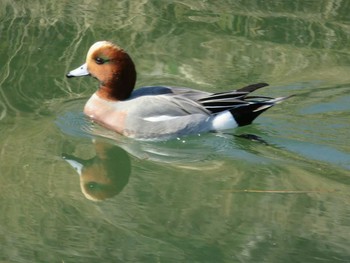 Eurasian Wigeon 岡山市後楽園 Unknown Date