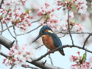 カワセミ 場所が不明 2021年4月1日(木)