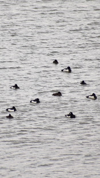 2021年3月28日(日) 芝川第一調節池(芝川貯水池)の野鳥観察記録