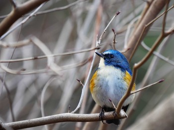 ルリビタキ 薬師池公園 2021年2月25日(木)