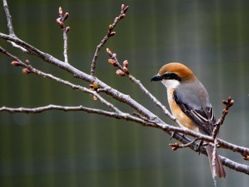 モズ 小山内裏公園 2021年3月28日(日)